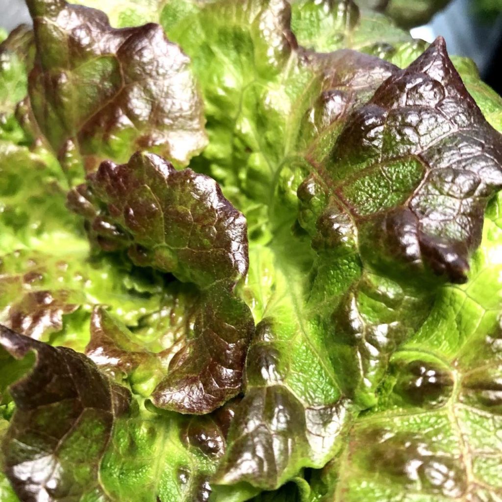 Cherokee Summer Leaf Lettuce